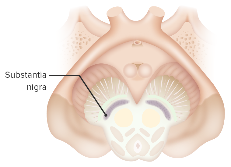 Transversal section of the midbrain showcasing the substantia nigra