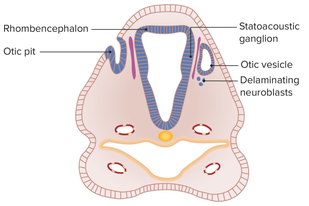 Transverse section of the embryo featuring the otic pit