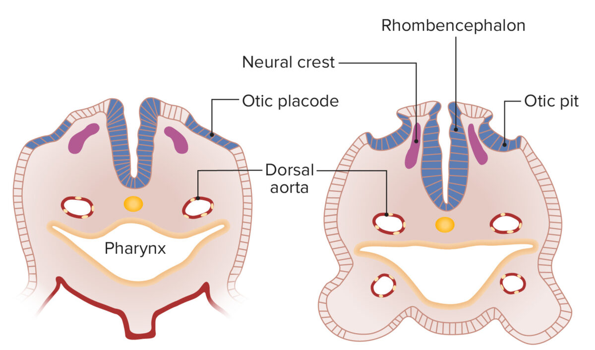 Transverse section of the embryo, featuring the otic placode