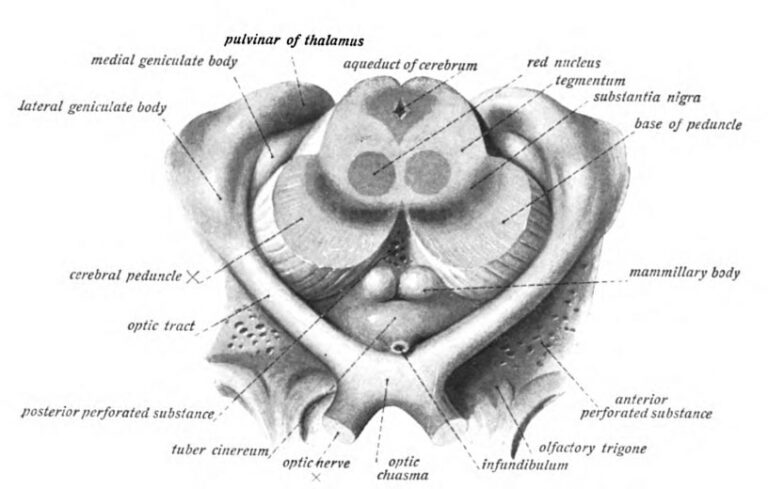 Tectal Midbrain Brain Stem: Anatomy | Concise Medical Knowledge