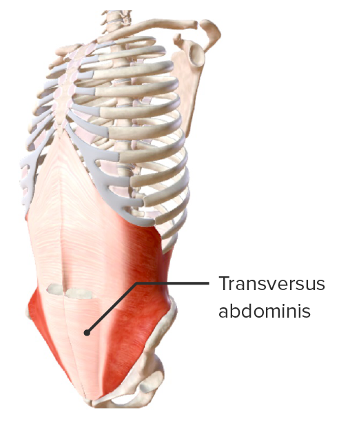 Transverso del abdomen