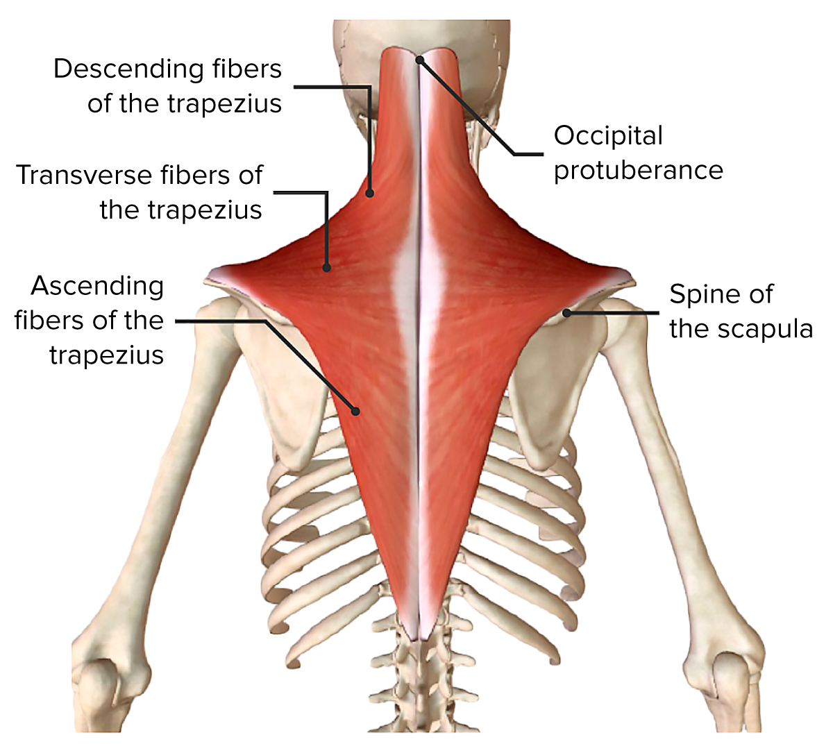 Trapezius muscle model