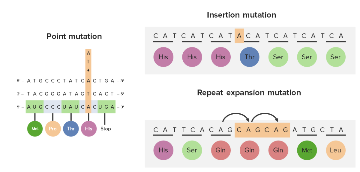 Trinucleotide repeat expansion