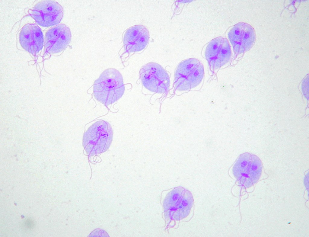 Giardia Lamblia Trophozoite Slide