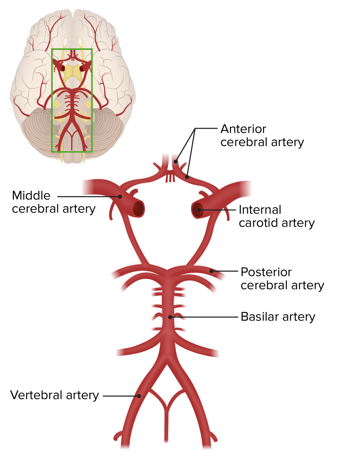 brain inferior view circle of willis