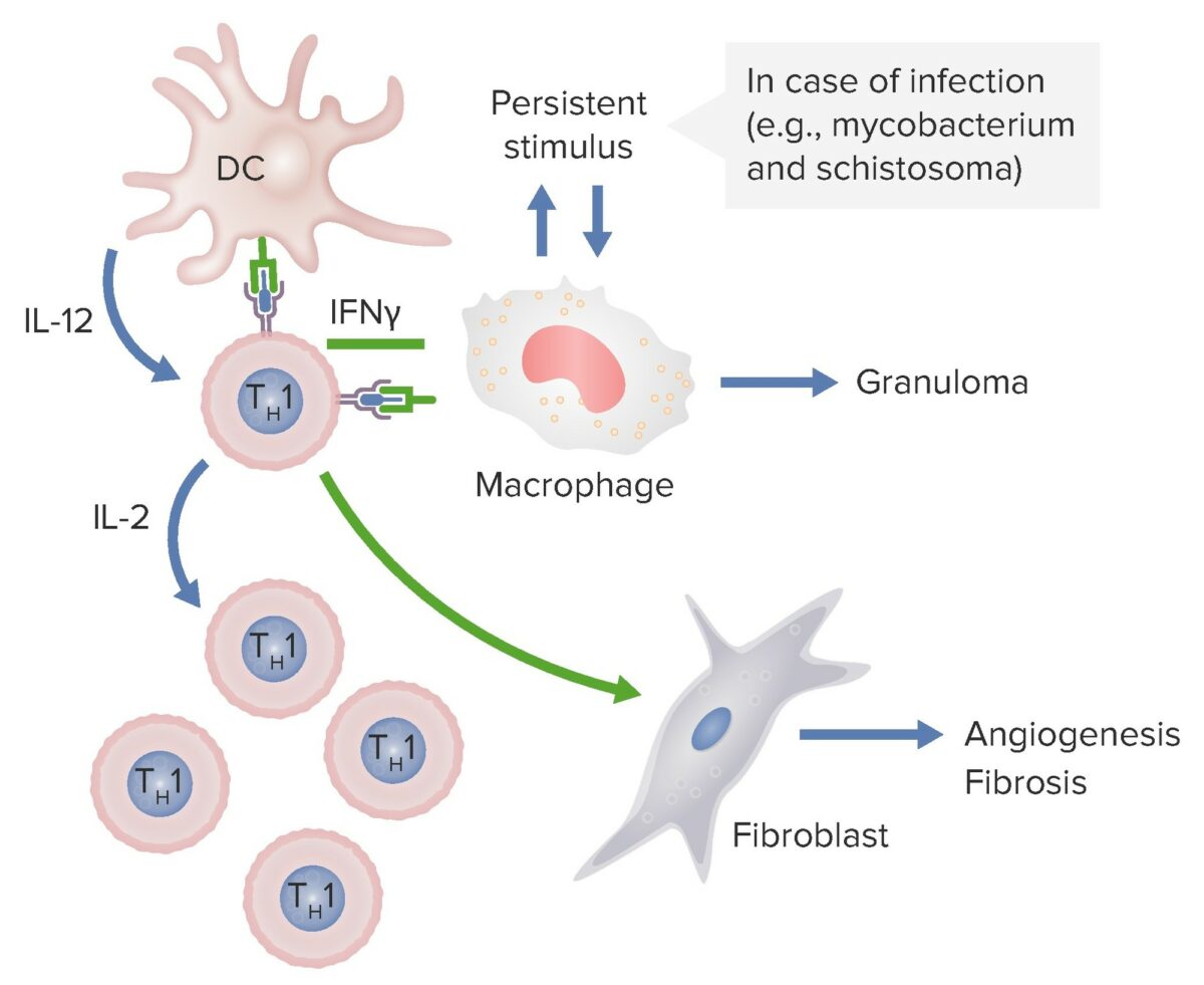 Type iv hypersensitivity_dendritic cells are releasing il-12-lpr