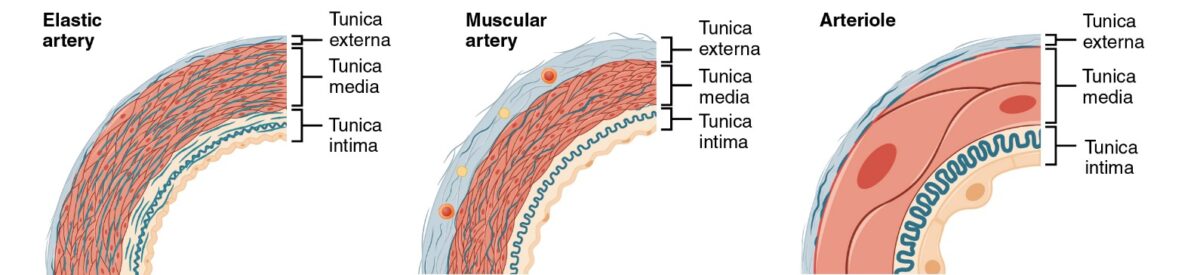 Types of arteries and arterioles