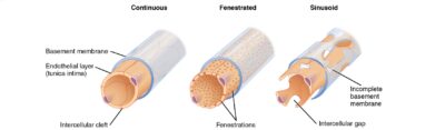 Capillaries: Histology | Concise Medical Knowledge