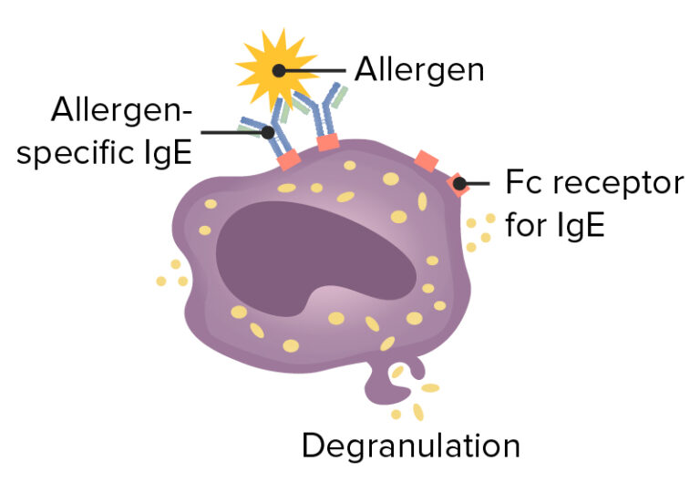 Type I Hypersensitivity Reaction | Concise Medical Knowledge