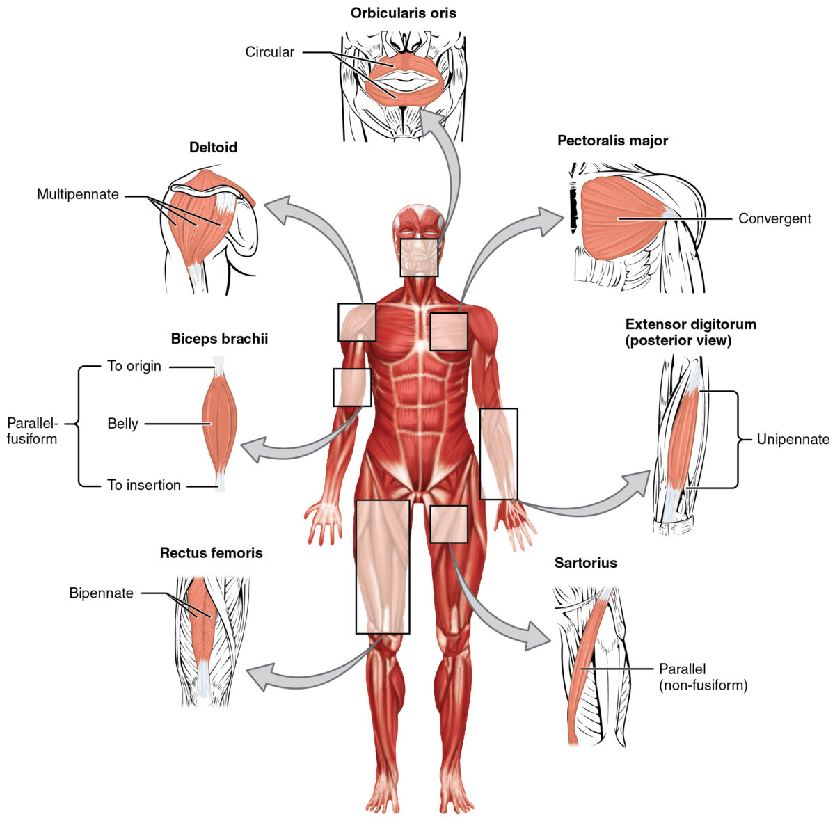 Tipos de organización dentro de los músculos.
