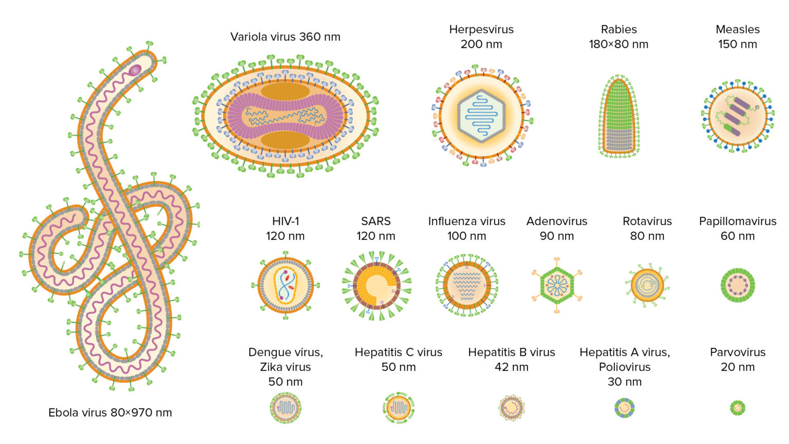 Virology Concise Medical Knowledge 