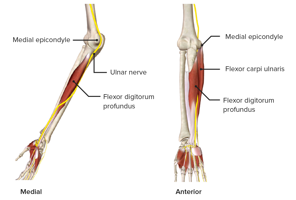 8+ Diagram Of The Forearm