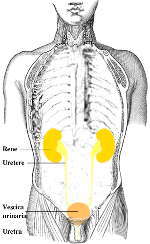 Organs of the urinary tract