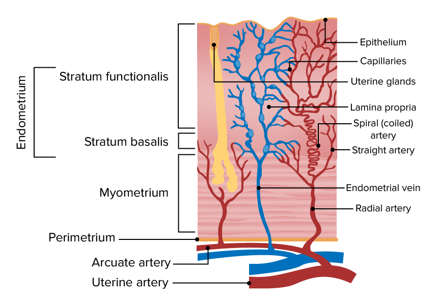 Uterine layers