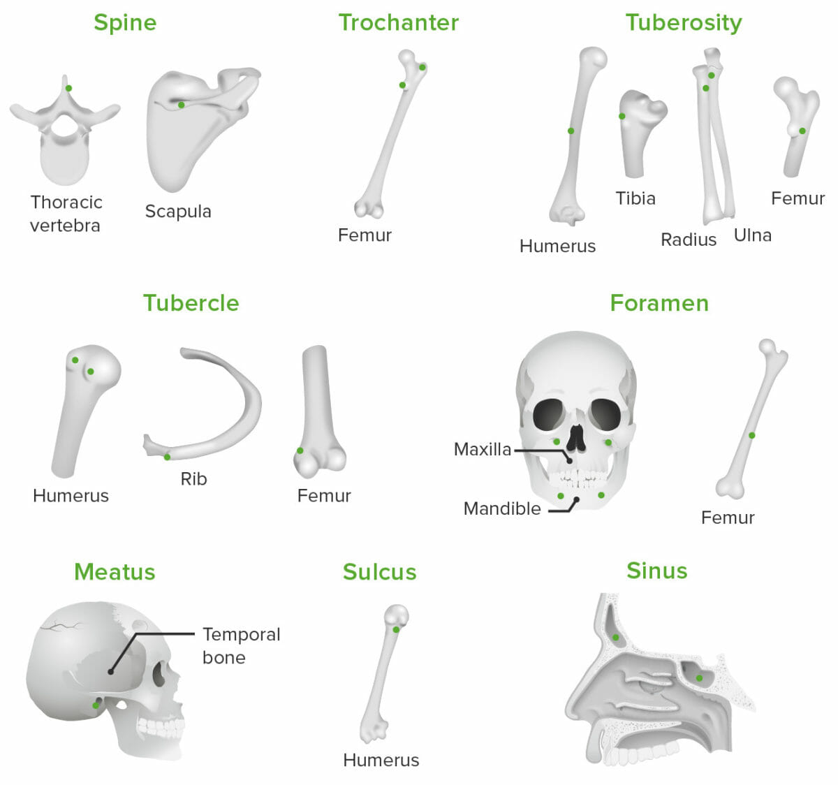 Various types of bone markings on different bones in the body
