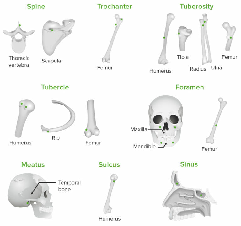 Bones: Structure and Types | Concise Medical Knowledge