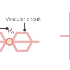 Vascular circuit