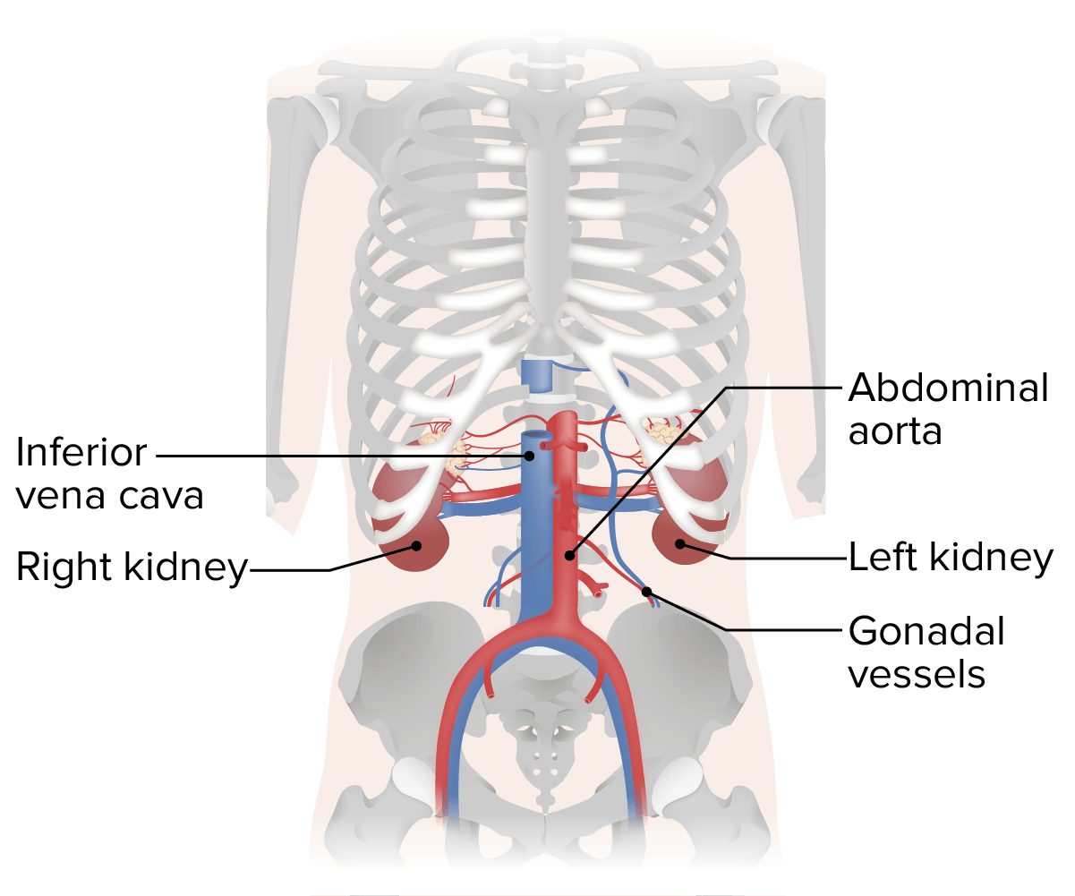 Vascular structures in the posterior abdominal wall