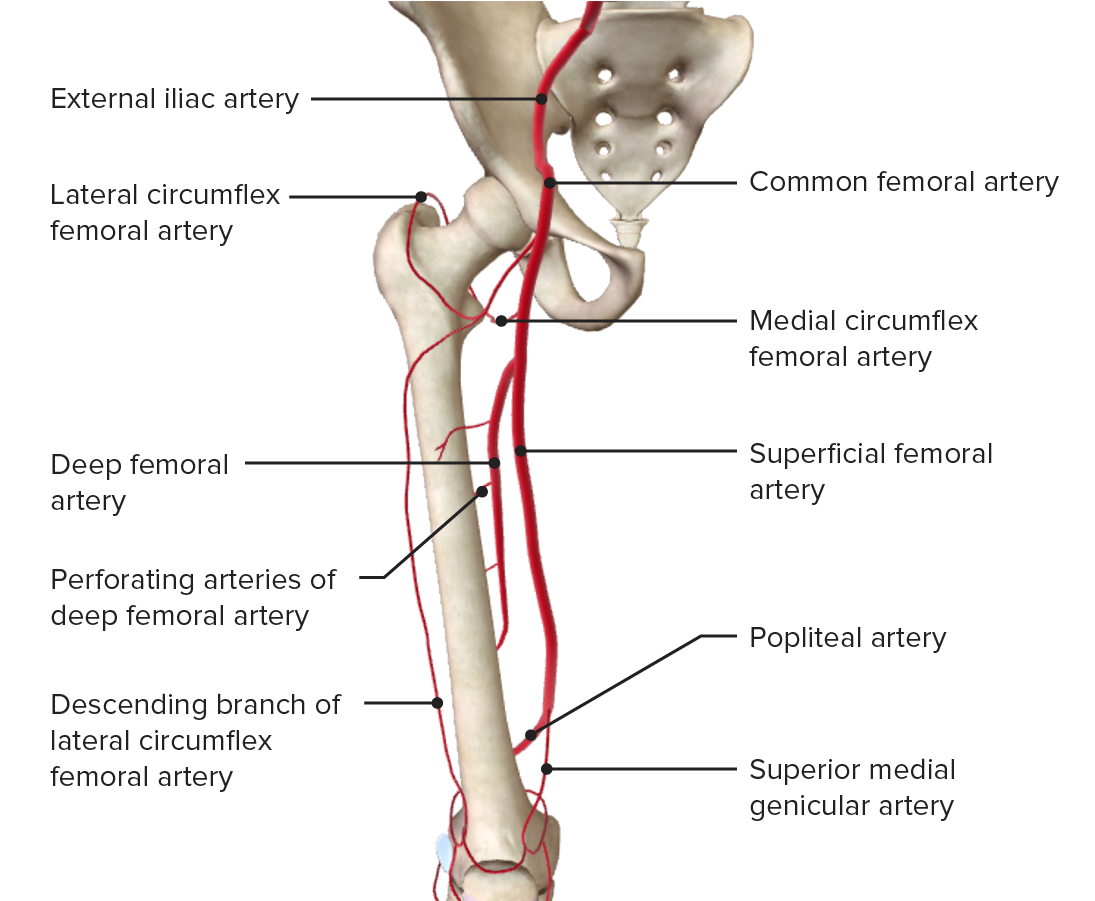 Vasculature of the femur