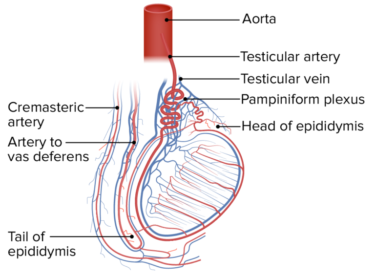 Test Culos Anatom A Concise Medical Knowledge