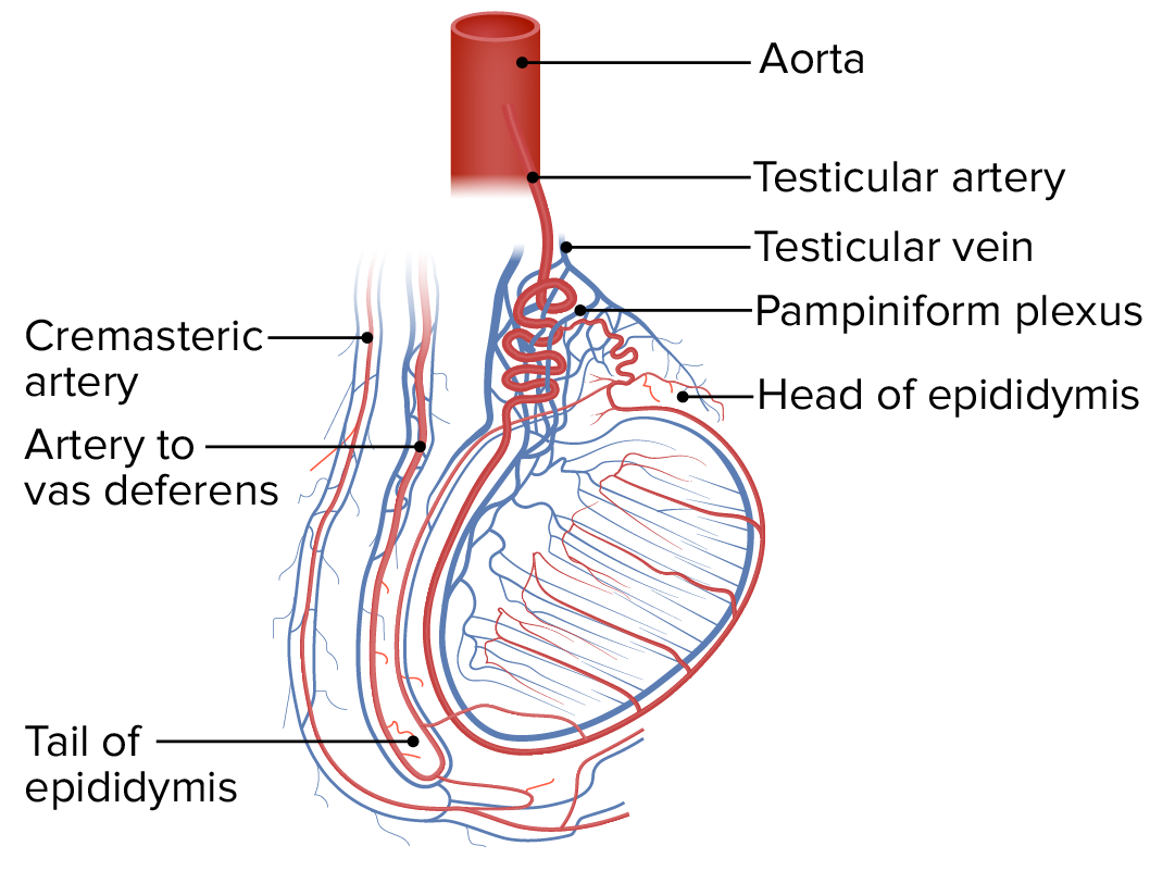 Vasculatura de los testículos