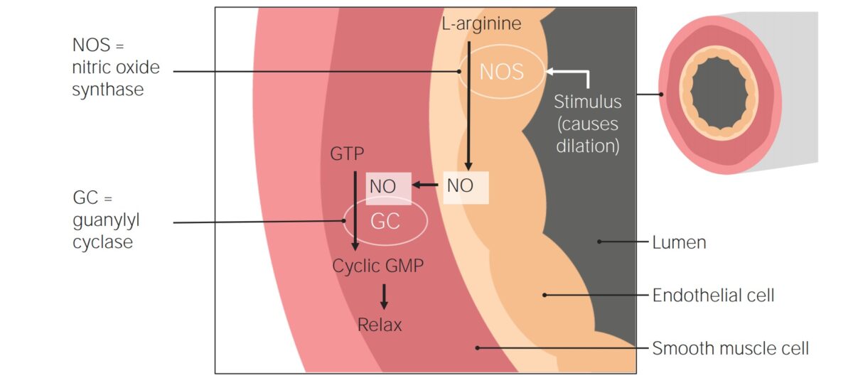 Vasodilatory agents for treatment of pulmonary hypertension