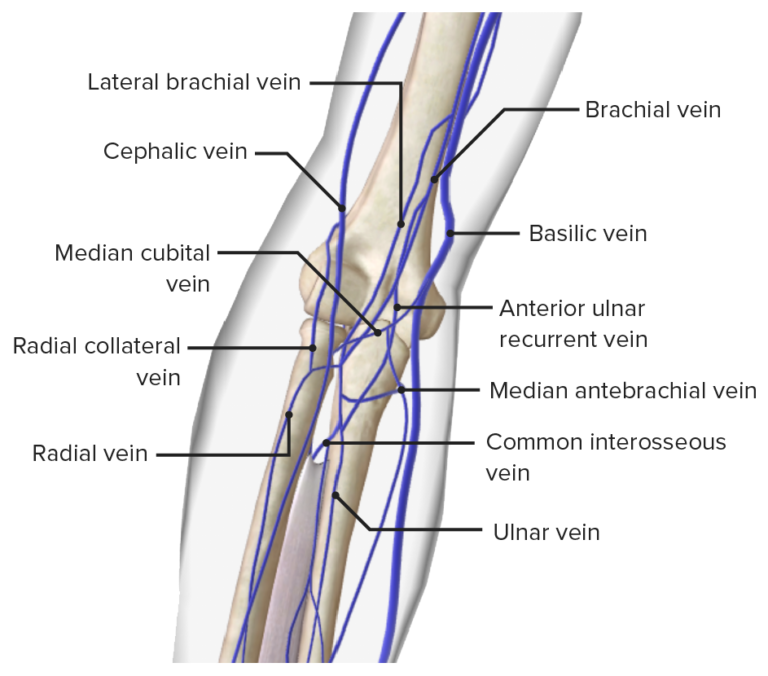 Elbow Joint Anatomy [+video] Lecturio Medical