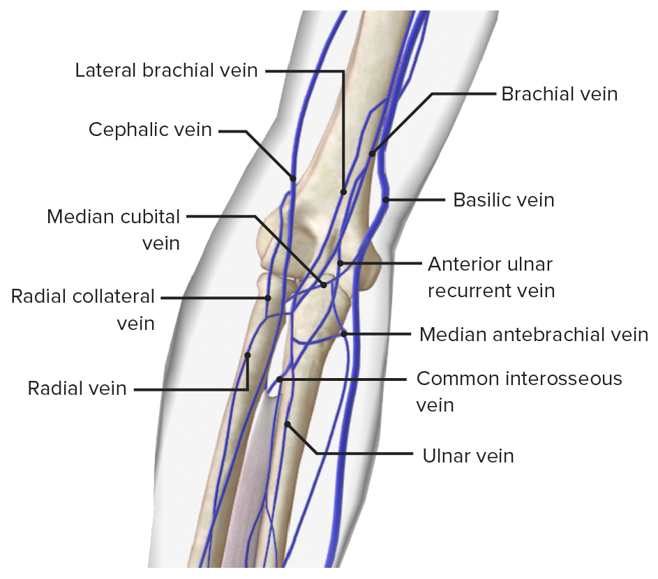 Veins of the elbow