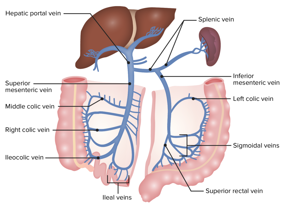 Venous drainage of the colon