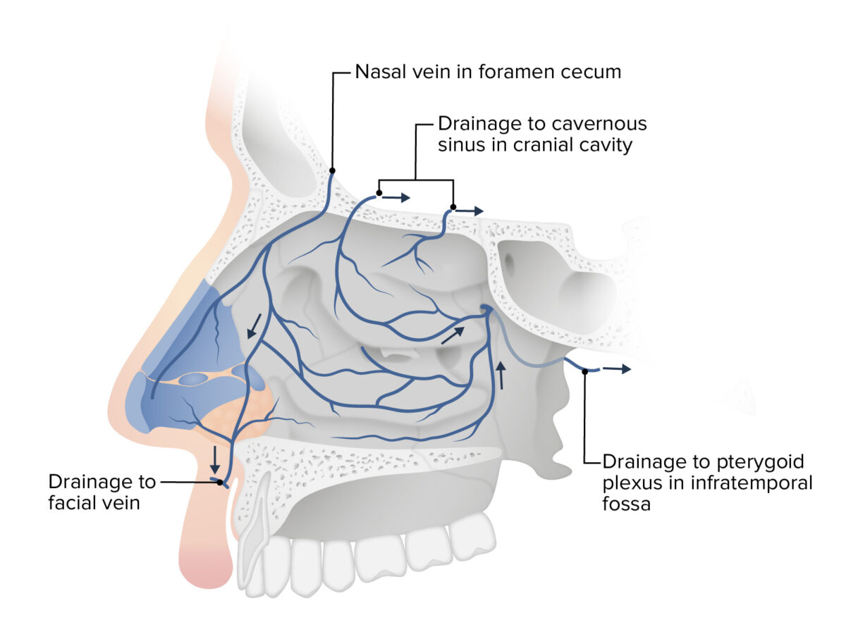 Venous drainage of the nasal cavity