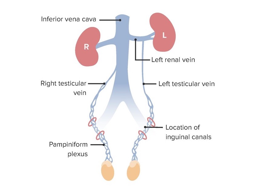 Drenaje venoso de los testículos