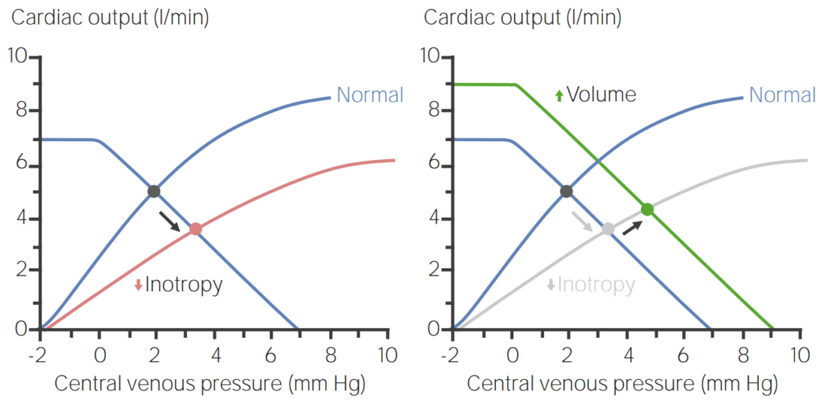 Curvas de função venosa a ilustrar como o corpo pode aumentar o volume sanguíneo para compensar uma diminuição na inotropia