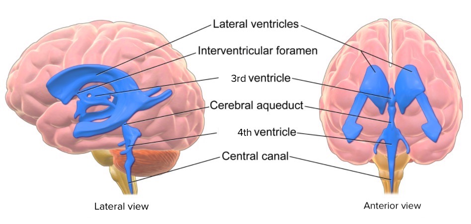Ventrículos do cérebro
