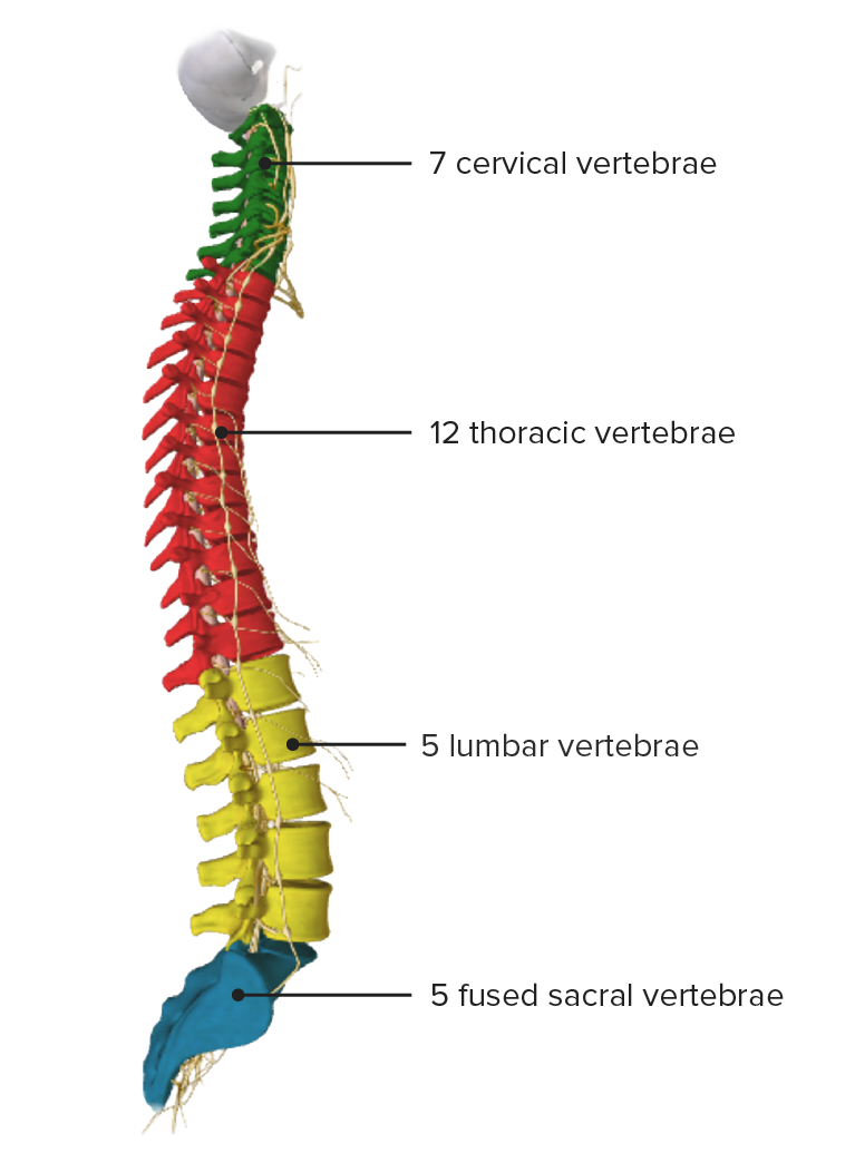 vertebral column numbered