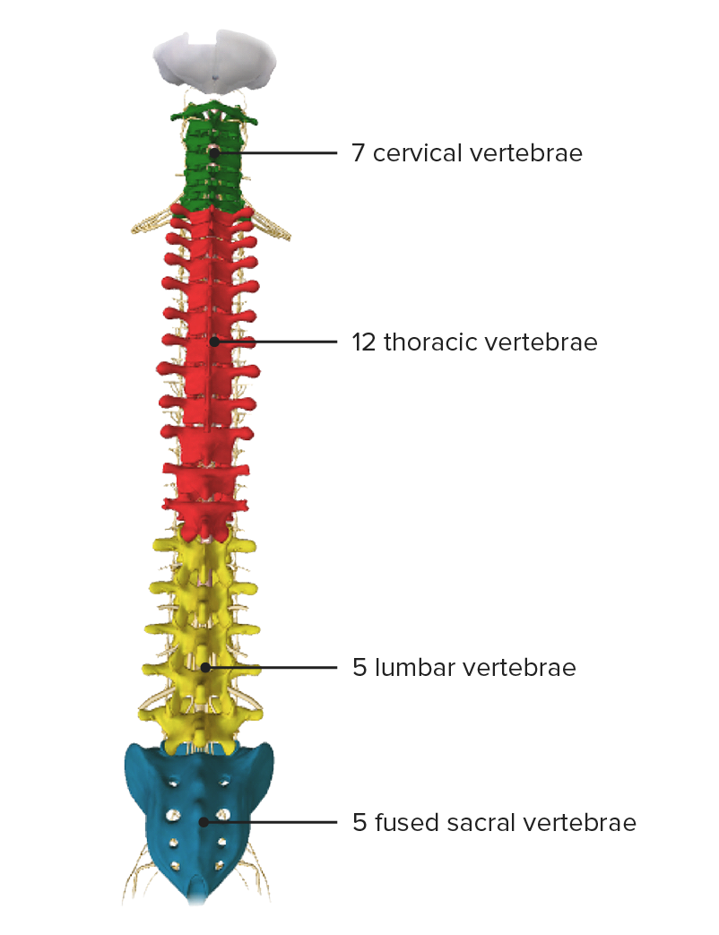 Columna vertebral, vista posterior