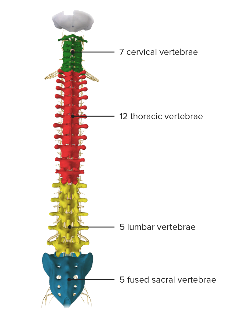 Columna vertebral: MedlinePlus enciclopedia médica illustración