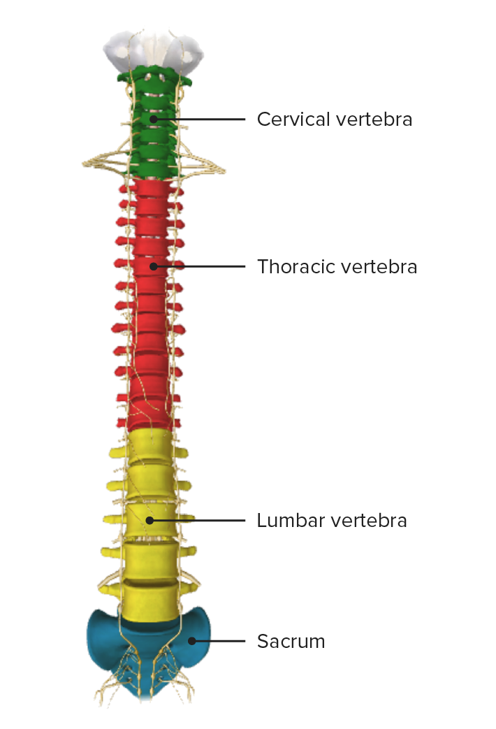 Columna vertebral, vista anterior