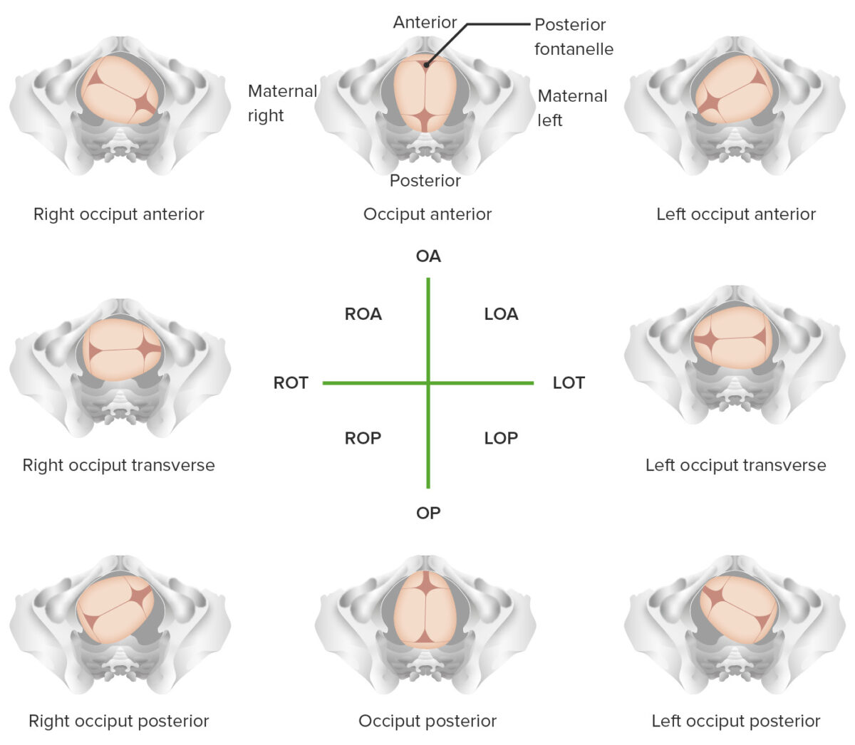 positions in vertex presentation