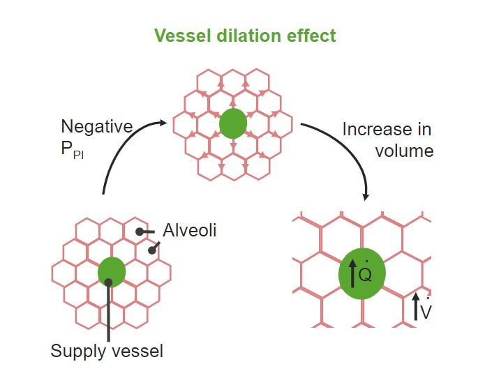 Vessel dilation effect gas exchange respiratory regulation