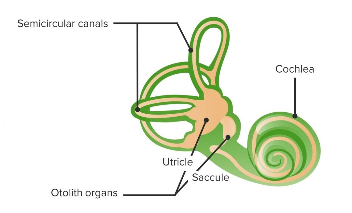 Vestibular structure and function