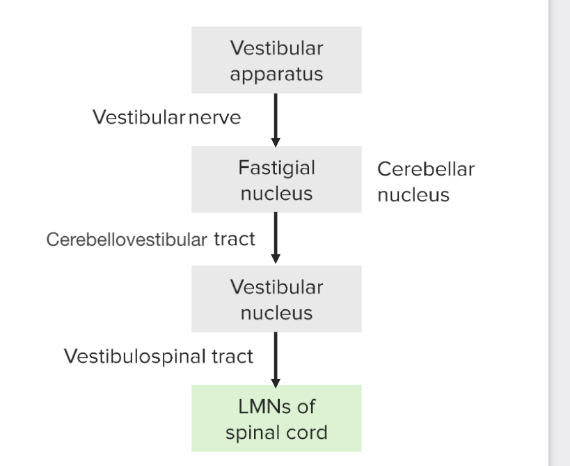 Vestibulocerebellum