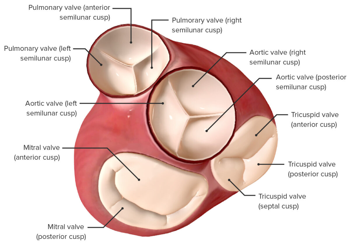 Vista de las válvulas del corazón desde una perspectiva auricular
