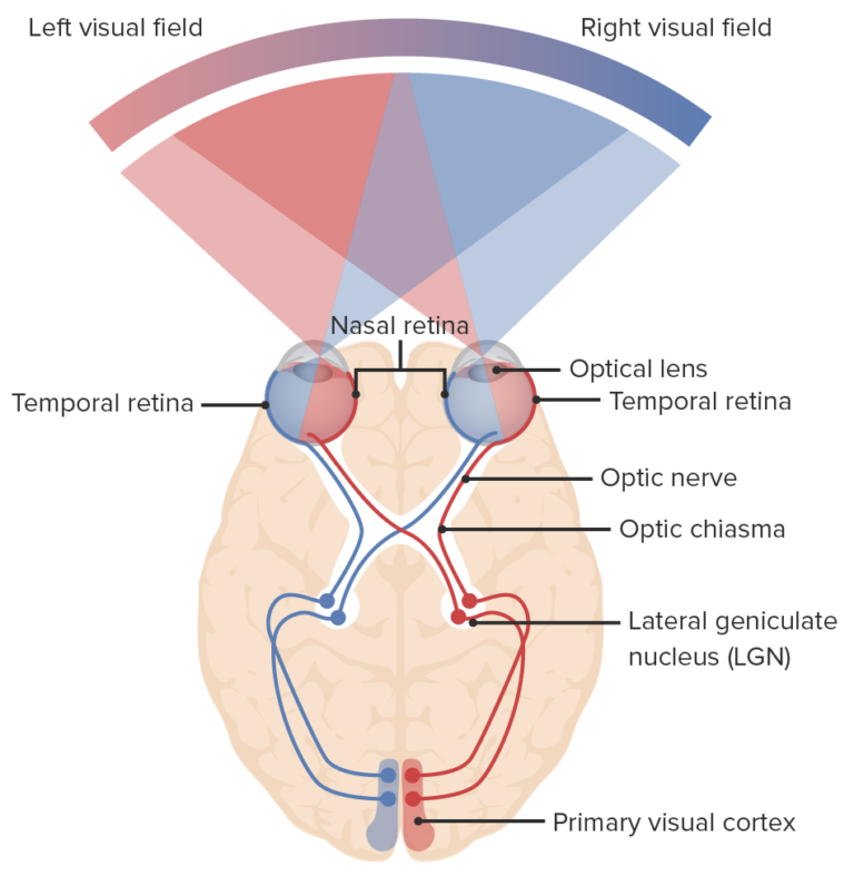 The Visual Pathway And Related Disorders Concise Medical Knowledge 