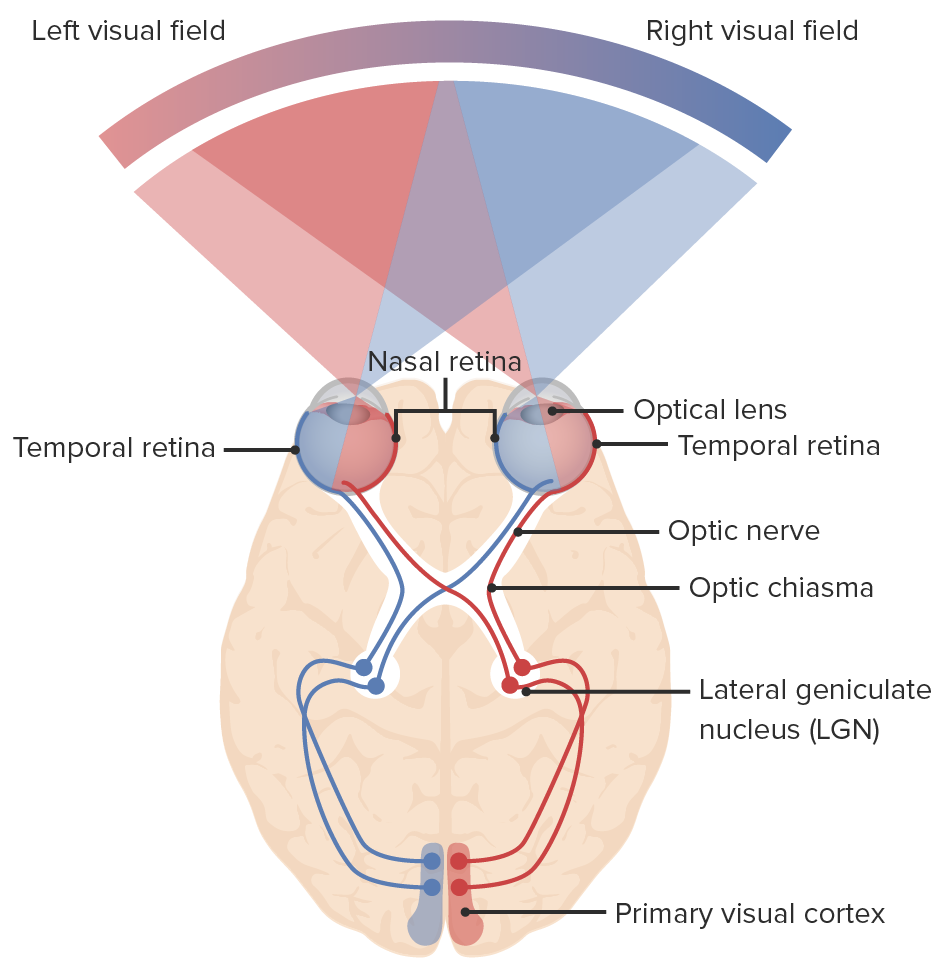 Visual Pathway & Visual Field Defects | Lecturio Medical