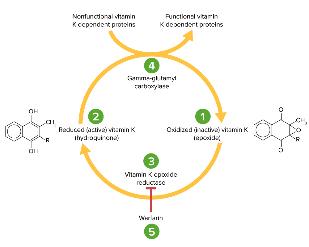 Vitamin k cycle