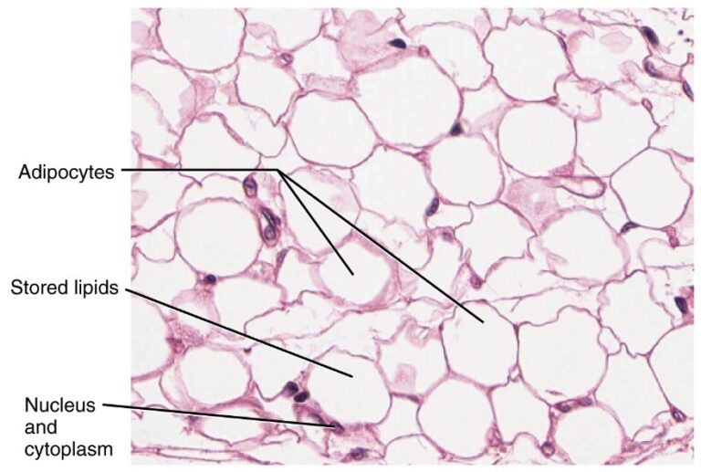 Adipose Tissue Labeled Diagram