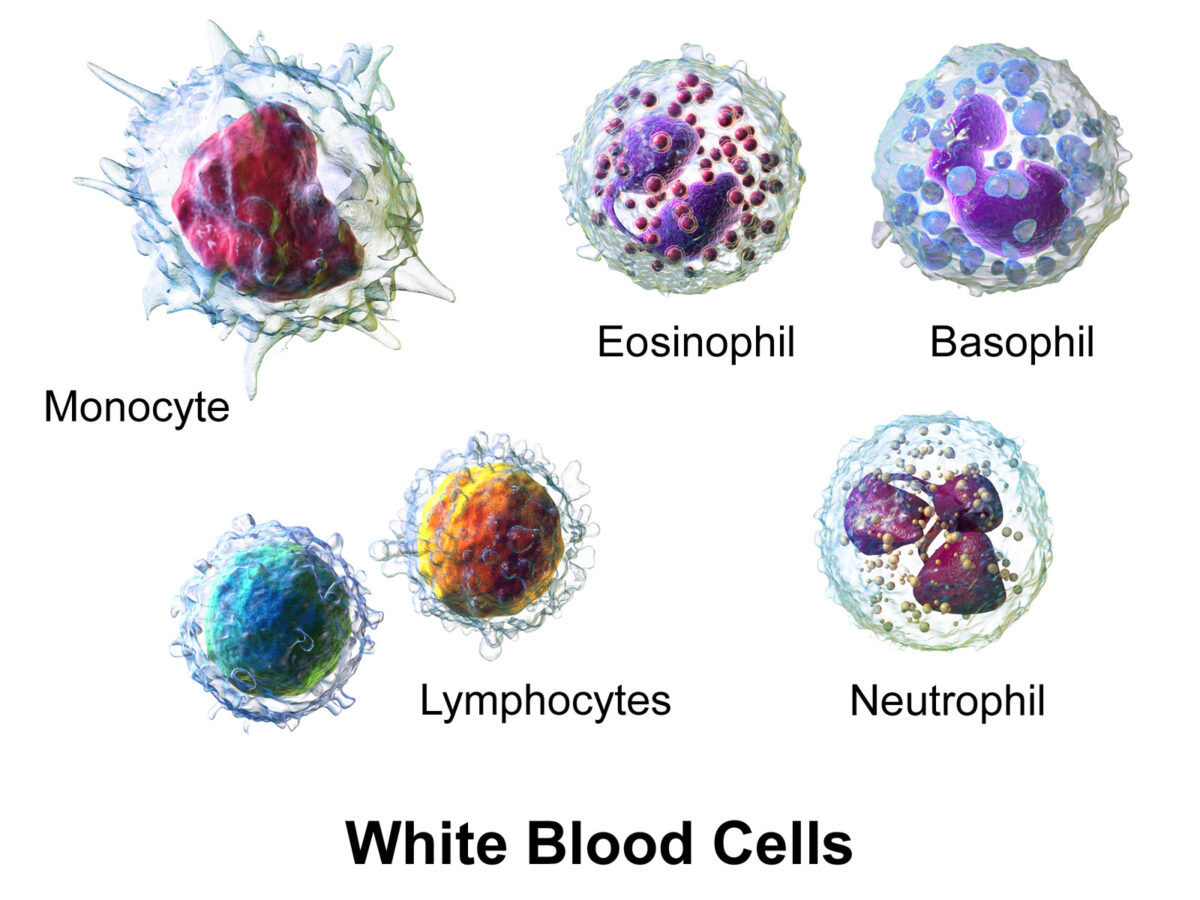 weiße Blutkörperchen