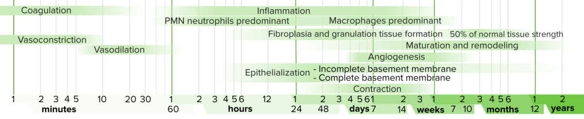 Wound healing timeline