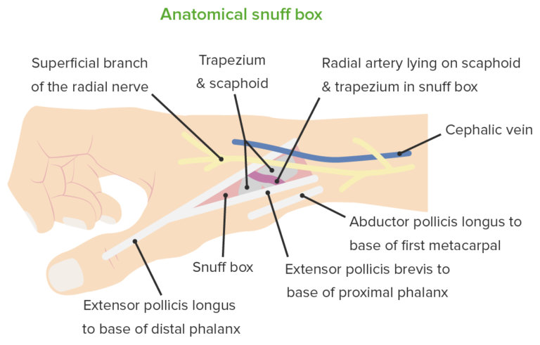 wrist-joint-anatomy-concise-medical-knowledge