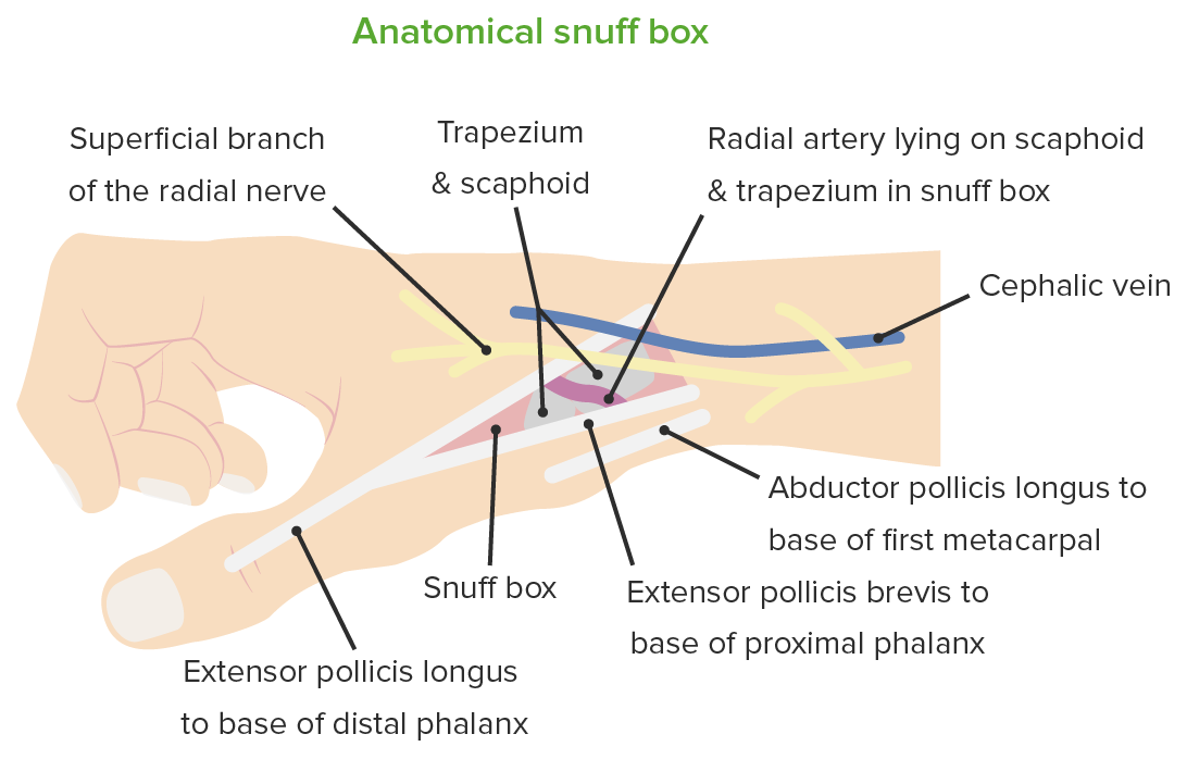 Wrist - anatomical snuff box